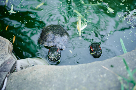 Rekonstrukce výběhu pro vodní želvy