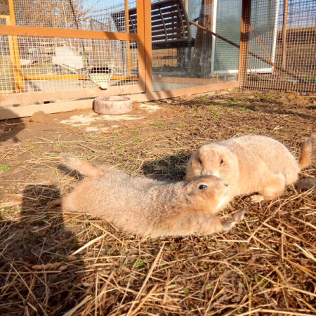 Chovná skupina Psounů prériových